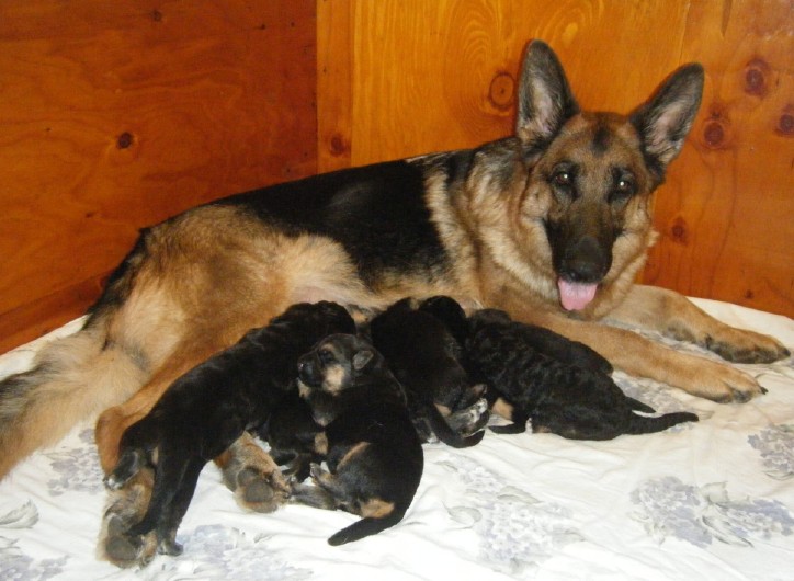 Female 1 from Z Litter
